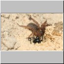 Anoplius infuscatus - Wegwespe 02c 12mm mit Trochosa cf terricola-Wolfspinne-Weibchen beim Nesteintrag.jpg